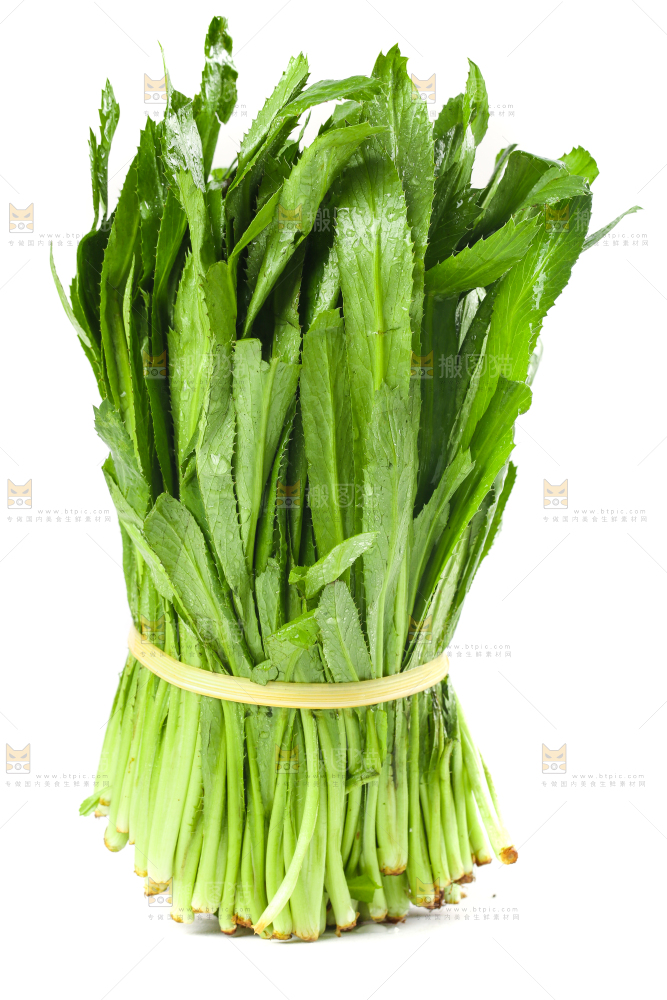 一捆云南大香菜放在白底上