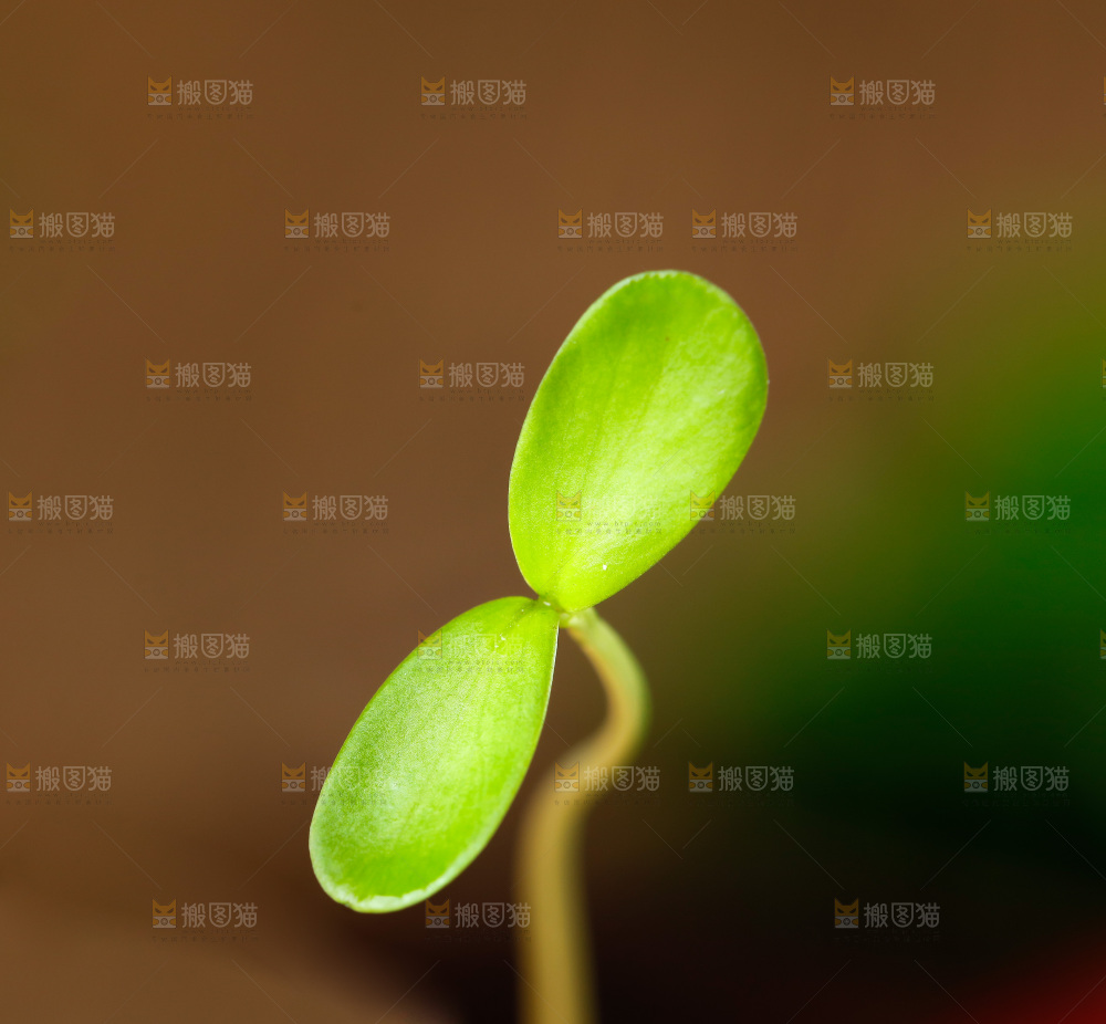 深底上的香椿苗