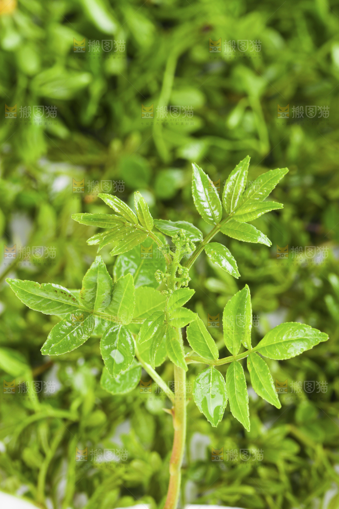 白底上的新鲜花椒芽