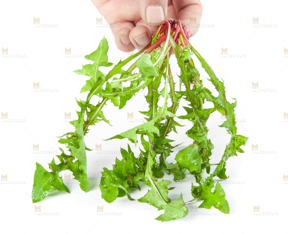 手拿黄花地丁
