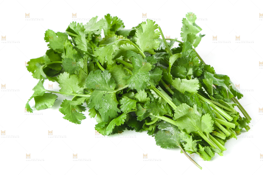 白底上的香菜
