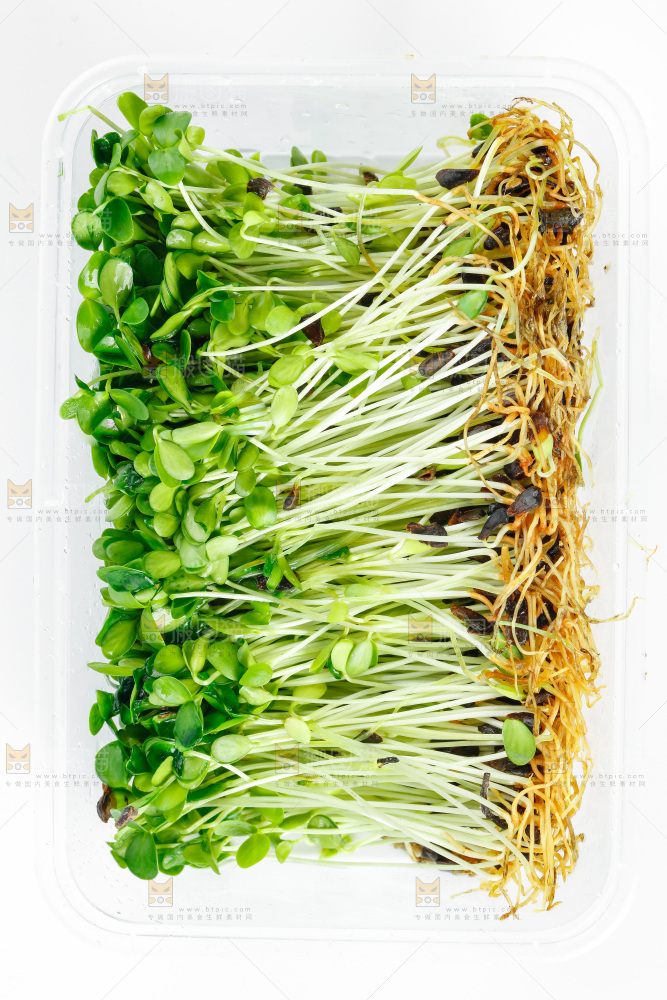 白底上放着一盒香椿苗芽