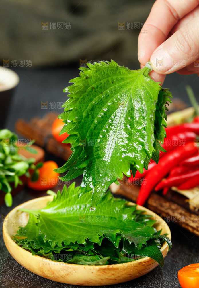 手拿新鲜紫苏叶