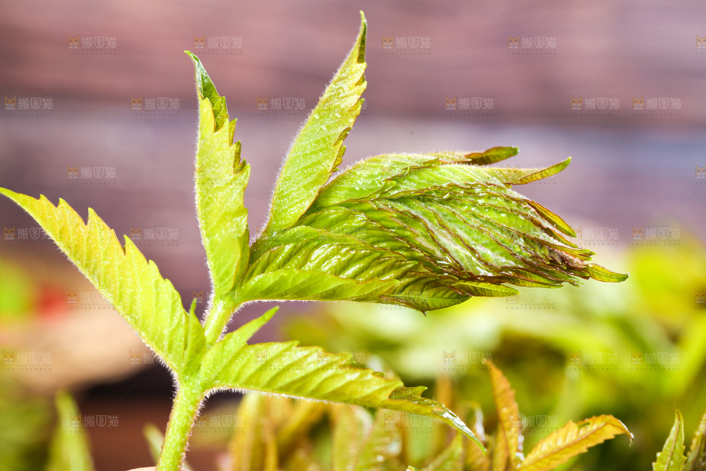 浅底上的香椿芽