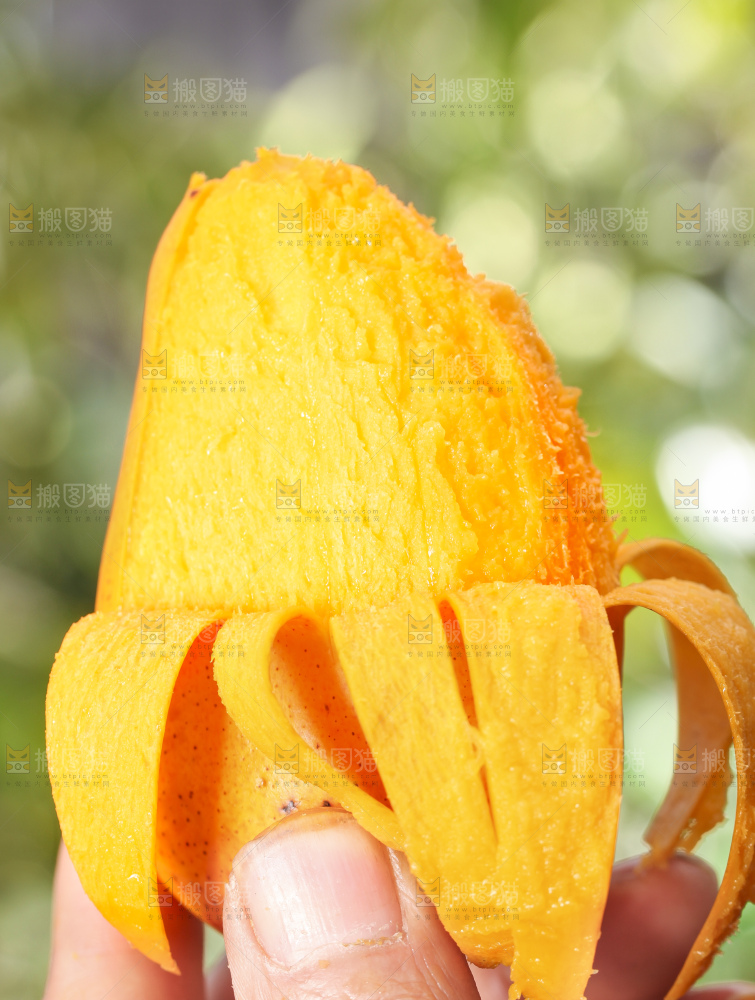 手拿剥皮的海南小台农芒果