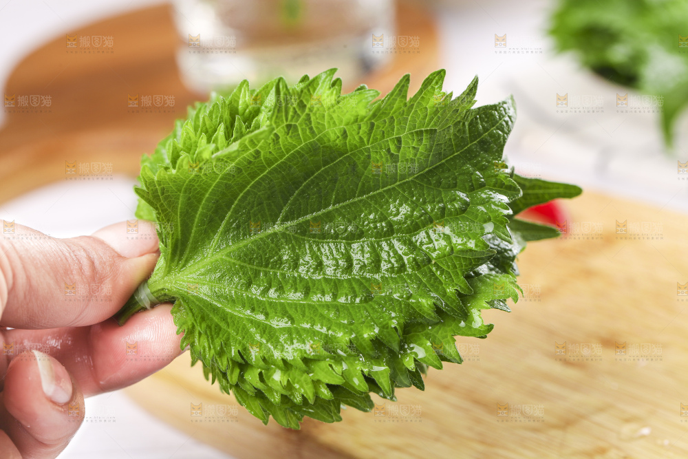 手拿紫苏叶