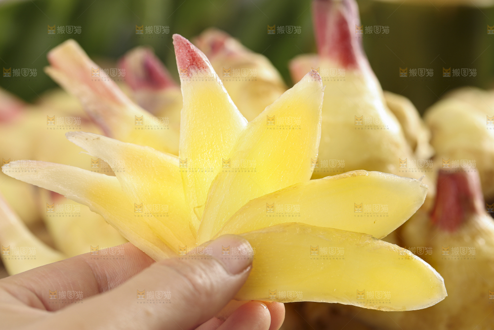 手里拿着红芽姜