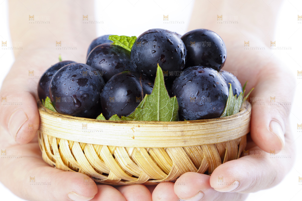 手里拿着黑加仑葡萄