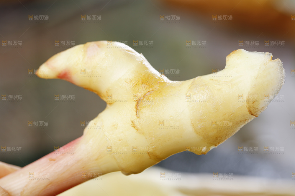 手里拿着山东红芽生姜