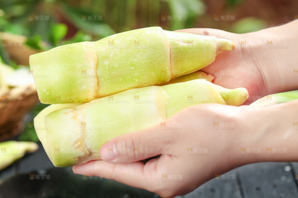 手里拿着湖北新鲜茭白