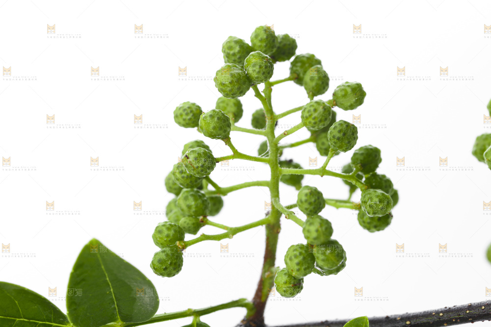 树枝上的青藤椒