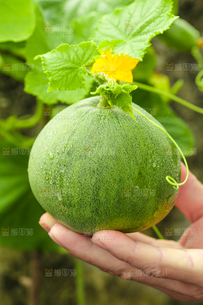 手上拿着绿宝甜瓜
