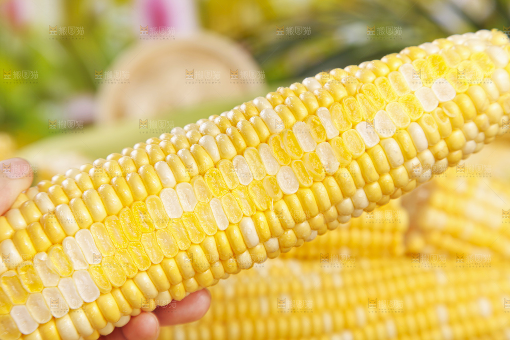 水果玉米