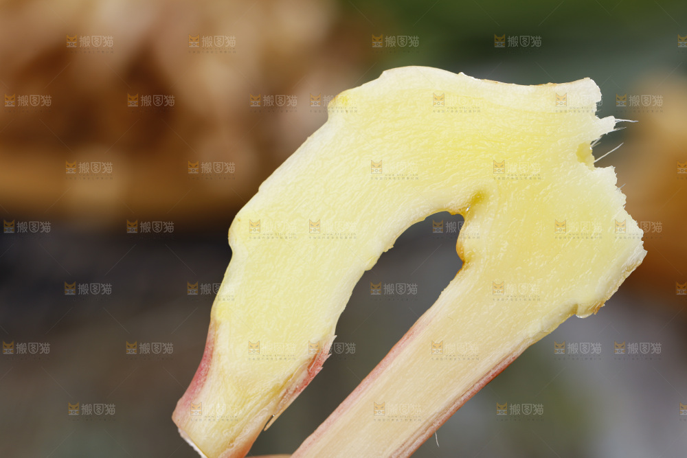 手里拿着山东红芽生姜