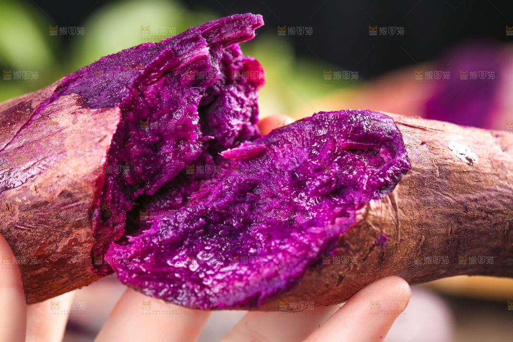 手里拿着紫番薯