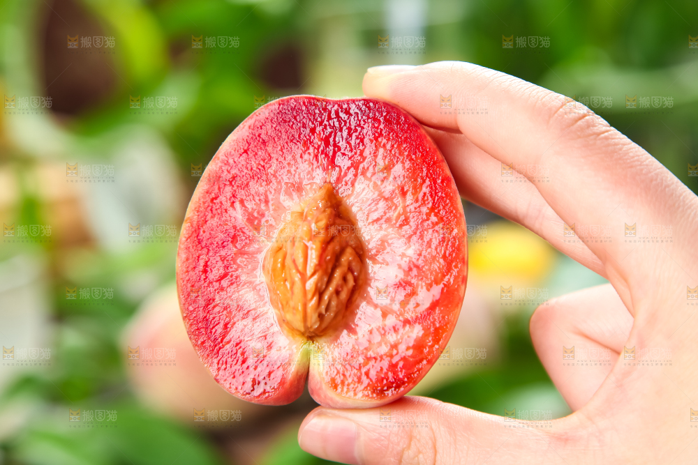 手上拿着湖北胭脂红桃子