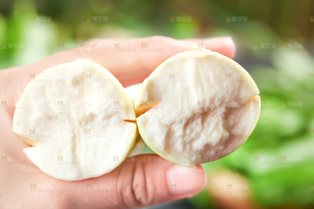 手里拿着湖北新鲜茭白