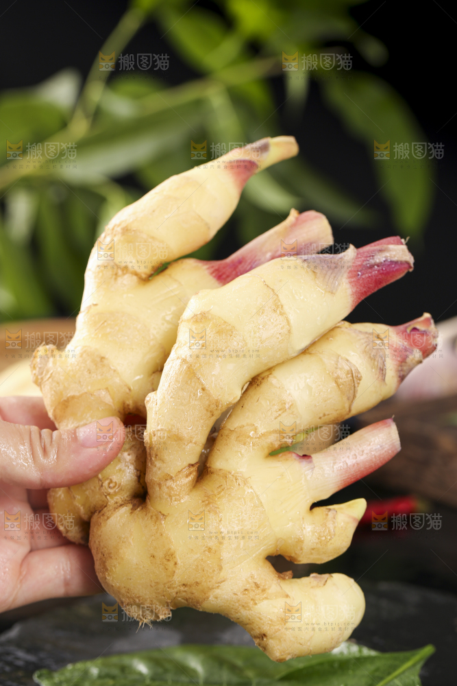 手里拿着红芽姜