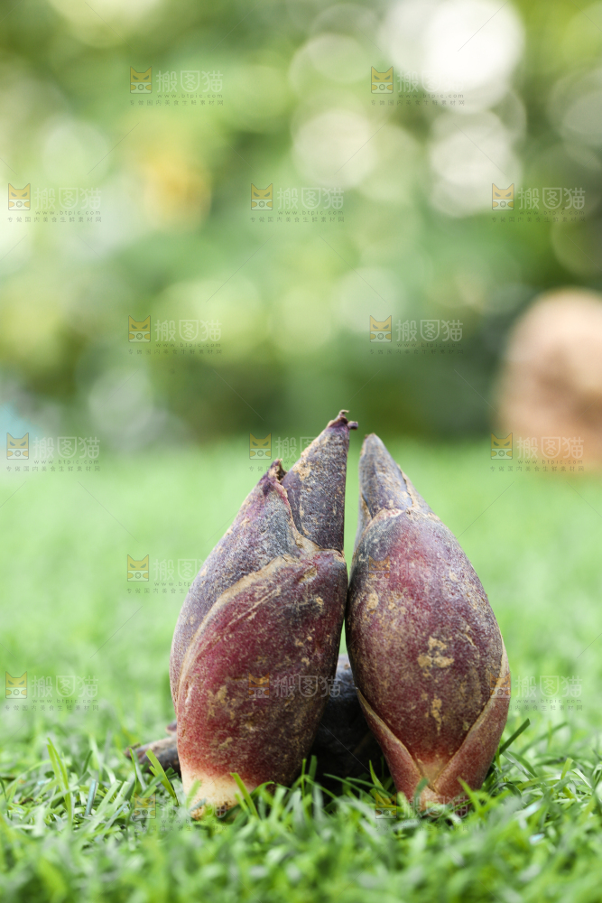 绿草地上摆放着阳荷