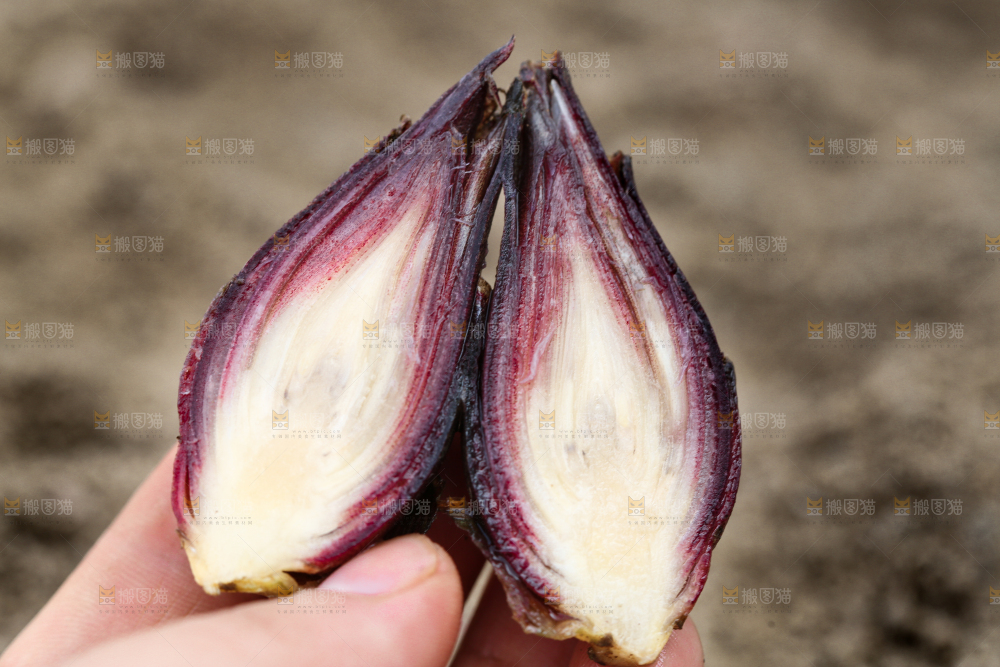 手里拿着新鲜阳荷姜