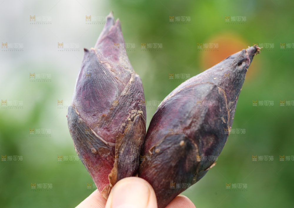 手里拿着新鲜阳荷姜