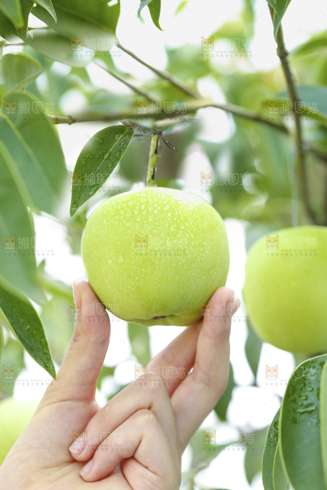 手里拿着青苹果