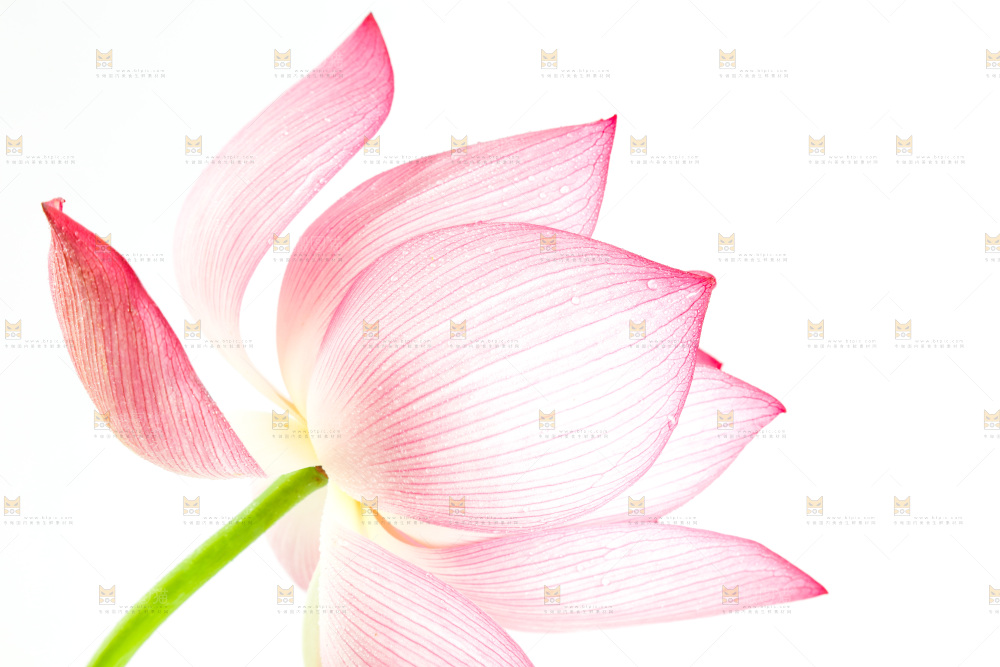 白底上摆放着莲花