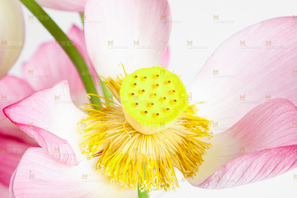 白底上摆放着莲花