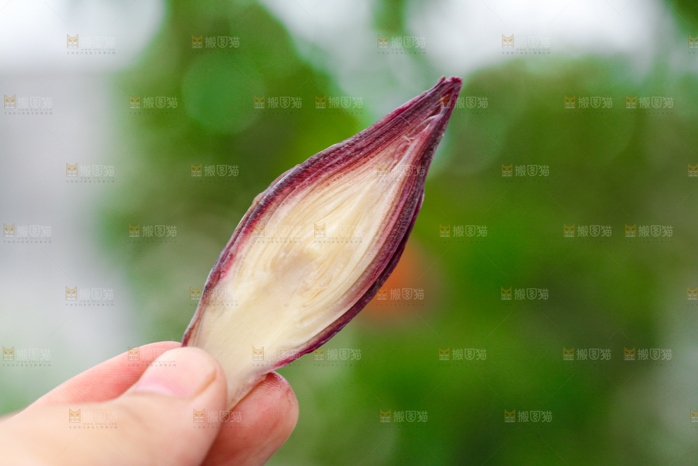 手里拿着新鲜阳荷姜