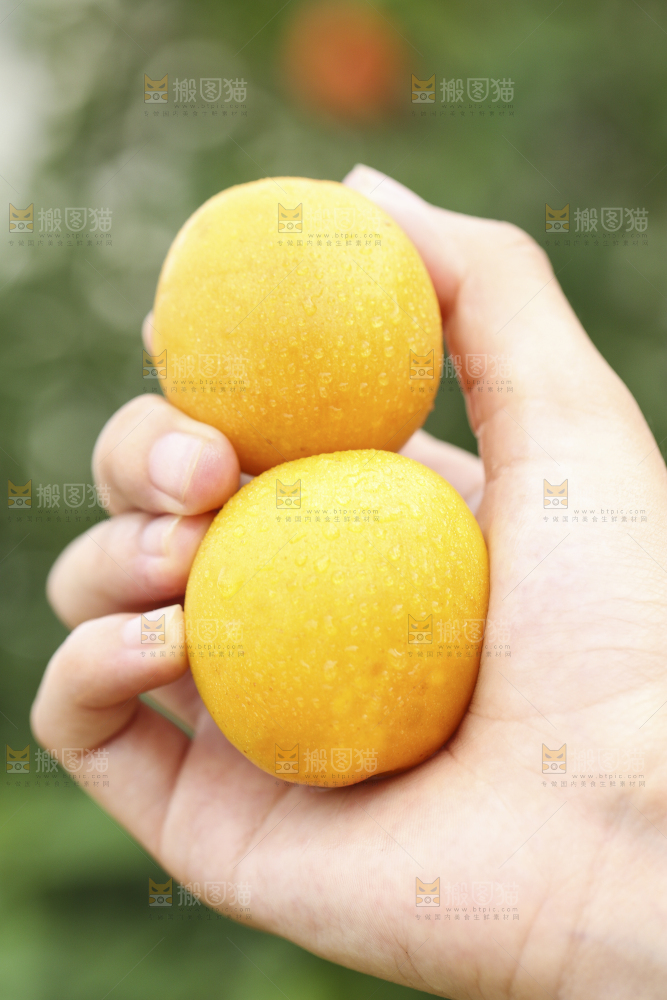 手里拿着小白杏