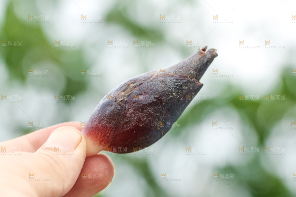 手里拿着新鲜阳荷姜