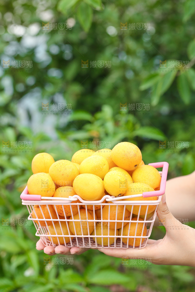 手里拿着一篮小白杏