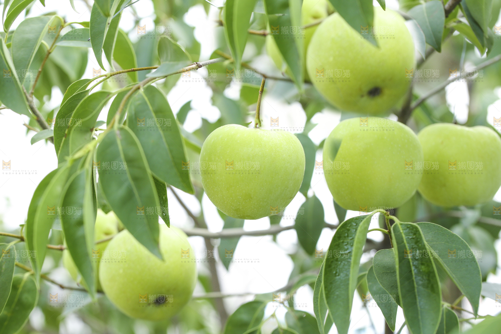 树枝上的青苹果
