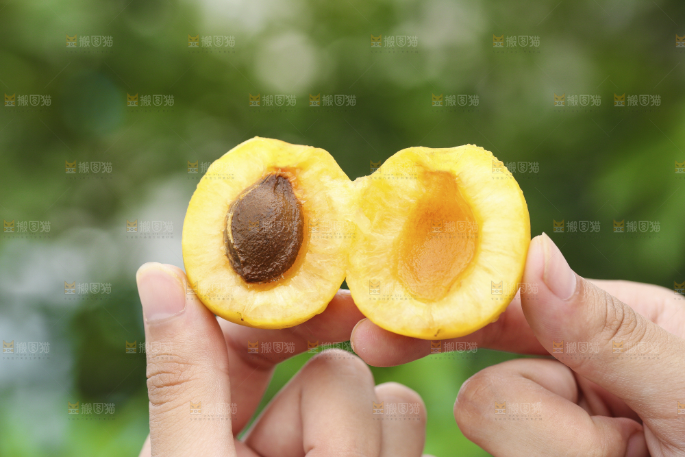 手里拿着珍珠油杏