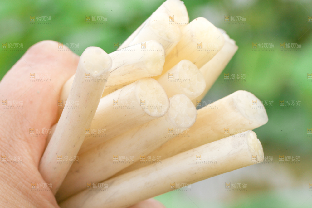 手里拿着刚采摘的新鲜藕带