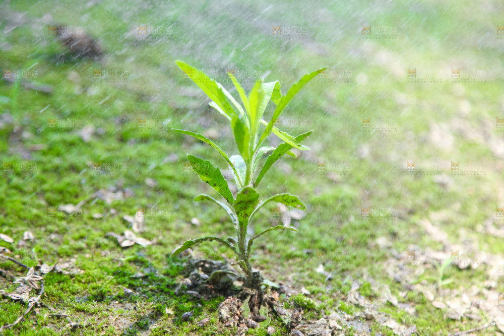 一颗小草