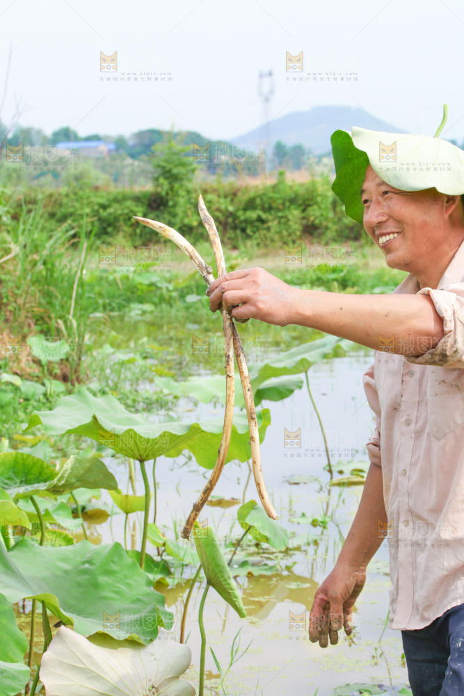 农民正在采摘藕带