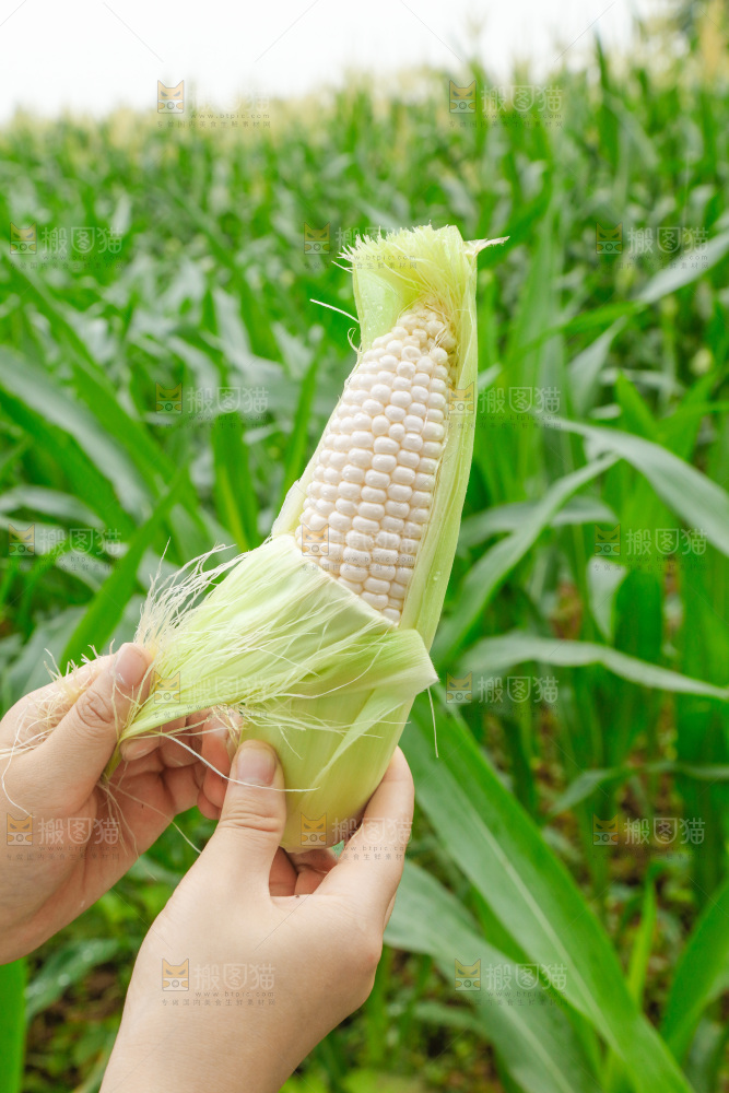 手里拿着牛奶水果玉米