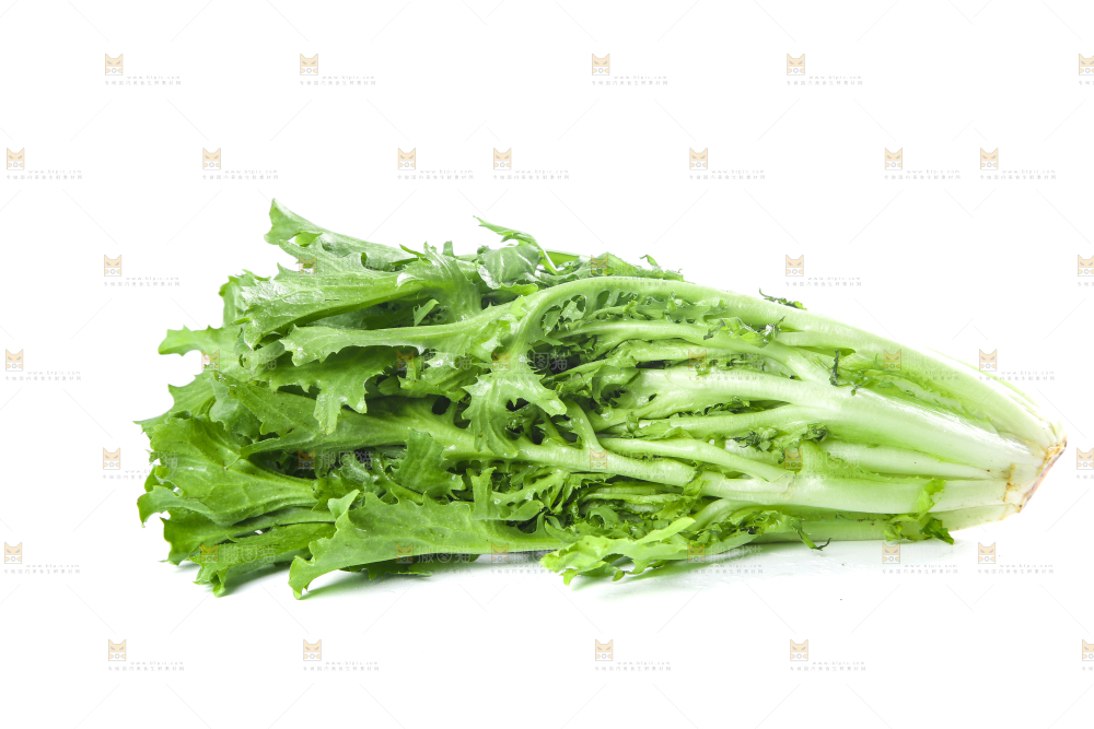 白底上摆放着苦菊