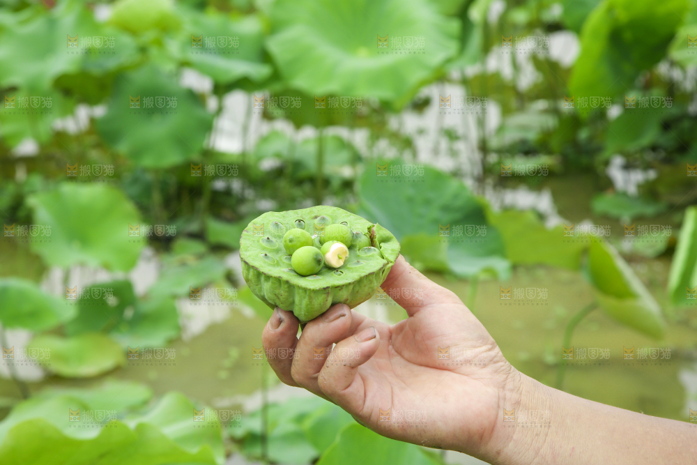 手里拿着莲蓬子