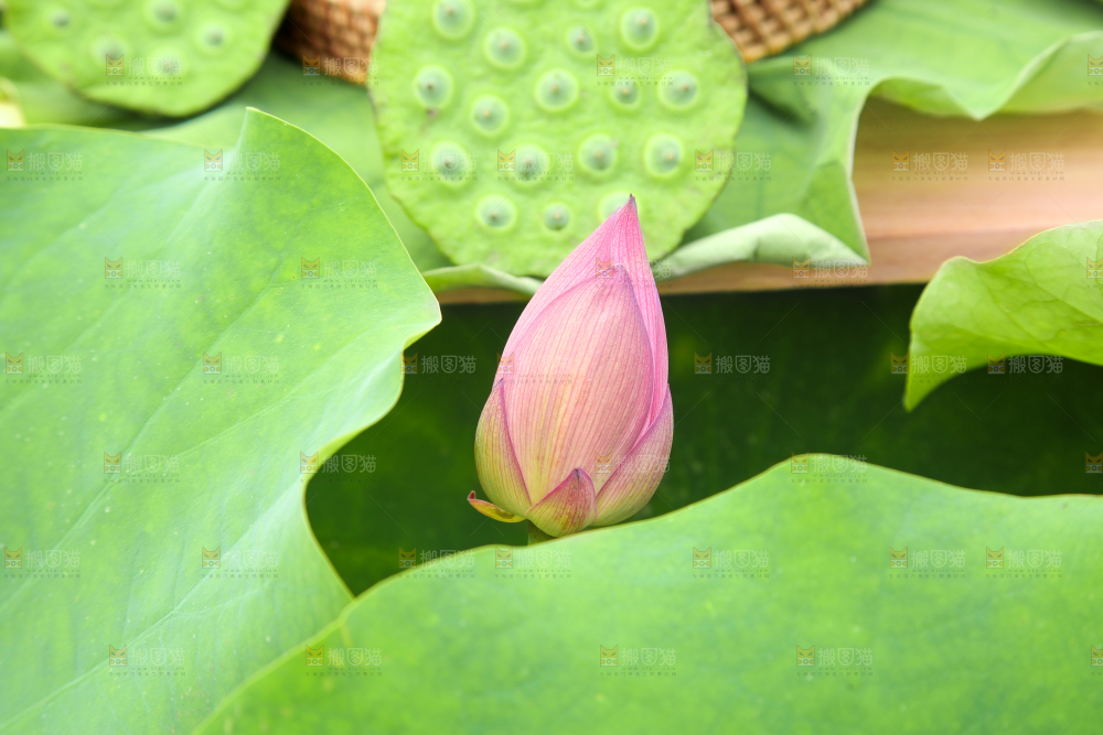 木板上摆放着莲蓬