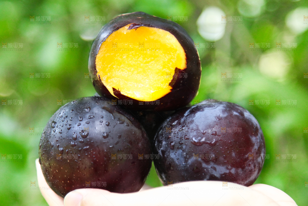 手里拿着黑布林