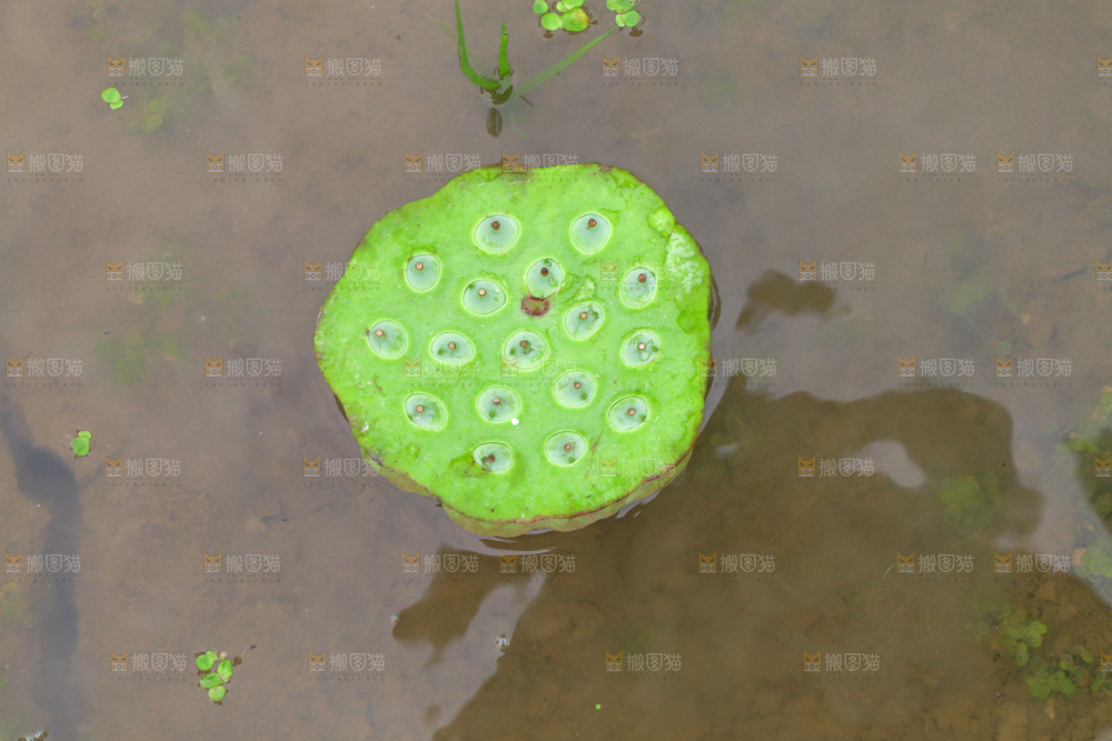 水里摆放着莲蓬