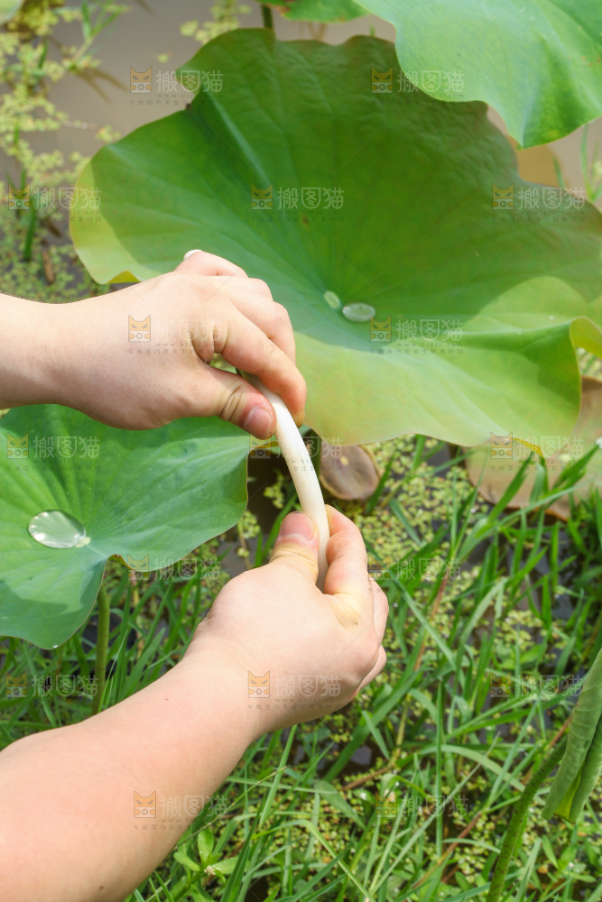 手里拿着新鲜藕带