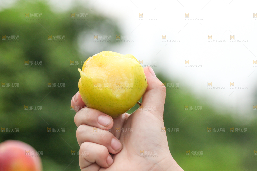 手里拿着黄金奈李