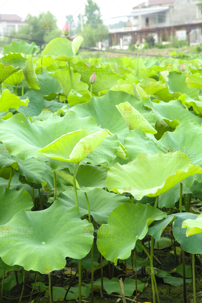 池塘里的荷叶