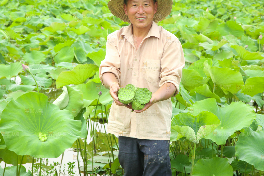 农民手里拿着采摘的莲蓬