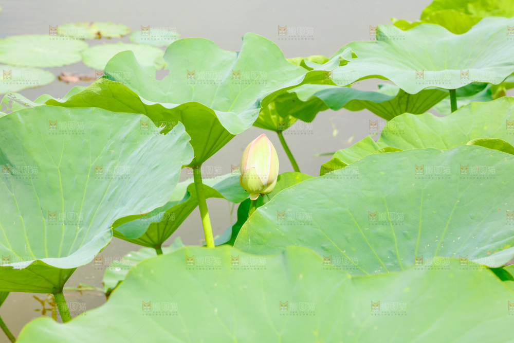 池塘里的荷花叶