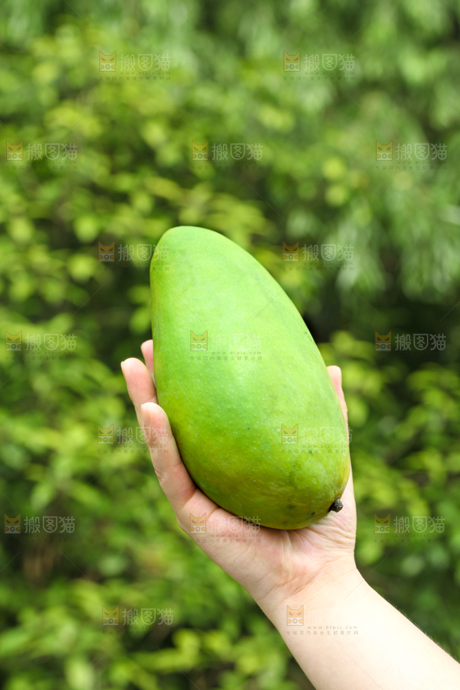 手里拿着大青芒