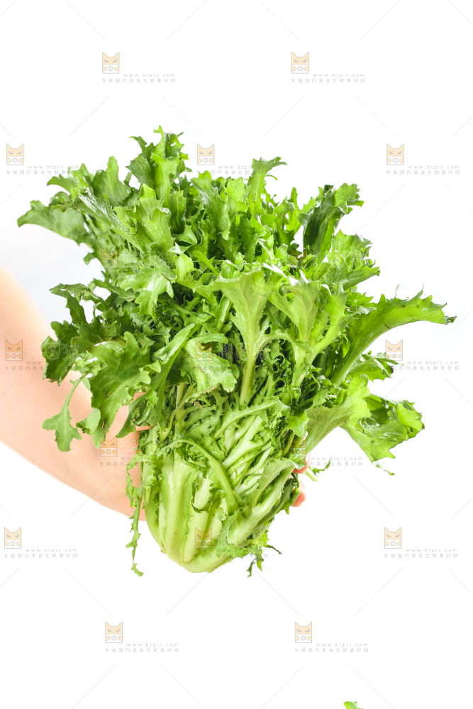 手里拿着苦菊